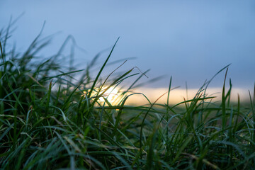 grass in sunset