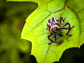 bug on leaf