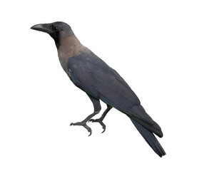 Side view crow, Corvus corone, isolated on white background.