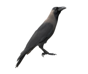 Side view crow, Corvus corone, isolated on white background.