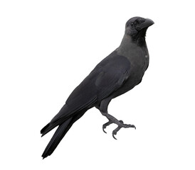 Side view crow, Corvus corone, isolated on white background.