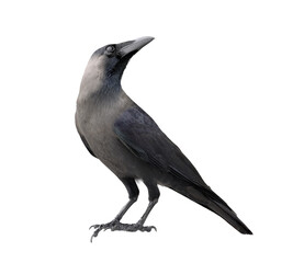 Side view crow, Corvus corone, isolated on white background.