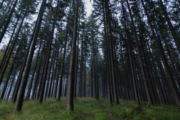 Stunning panorama of foggy coniferous Black Forest, Schwartswald, Germany