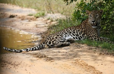 Leopard  - Sri Lankan - Wilpattu NP (Pantera pardus kotiya) © Kamil