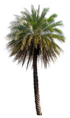Beautiful palm tree isolated on white background. Suitable for use in architectural design or Decoration work.