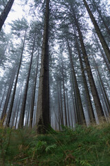 Fototapeta premium Stunning panorama of foggy coniferous Black Forest, Schwartswald, Germany