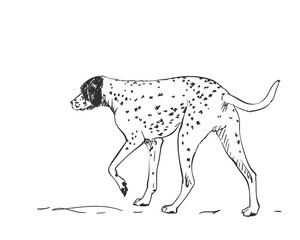 Dalmatian dog vector drawing. Walking side view sketch. Hand drawn pet illustration isolated black and white
