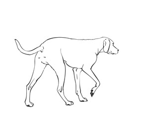 White dog vector drawing. Walking side view sketch. Hand drawn pet illustration isolated black and white