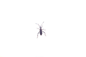 Insect bug on white with long legs