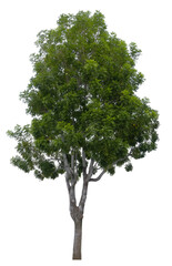 Fototapeta premium Beautiful tree isolated on white background. Suitable for use in architectural design or Decoration work.