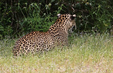 Fototapeta na wymiar Leopard - Sri Lankan - Wilpattu NP (Pantera pardus kotiya)