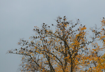 Stare sitzen auf einem Baum im Herbst