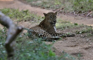 Leopard  - Sri Lankan - Wilpattu NP (Pantera pardus kotiya) © Kamil