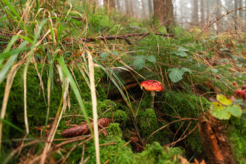 Fly agaric, amanita muscaria, mushroom, moss and foggy forest