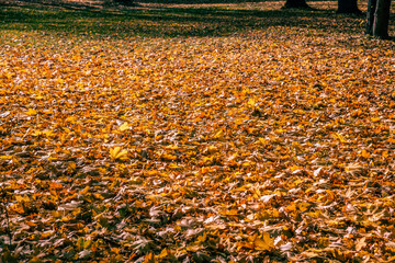 Gefallenes Herbstlaub im Park