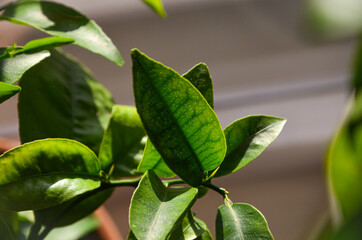 leaves in the garden