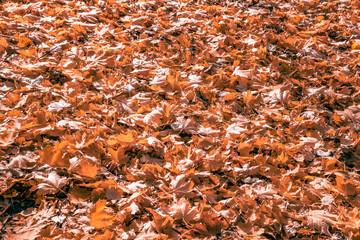 Gefallenes Herbstlaub