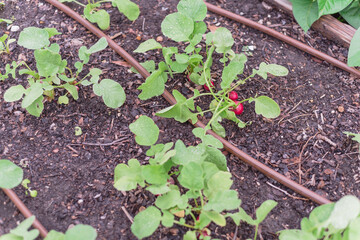 Mature radish crops with irrigation system at organic garden near Dallas, Texas, USA
