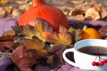 White Cup of hot drink with red berries on the background of colorful autumn leaves and pumpkins.The autumn food collection.