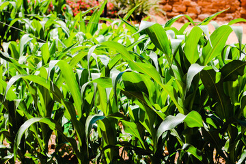 Obraz premium spring in the grass