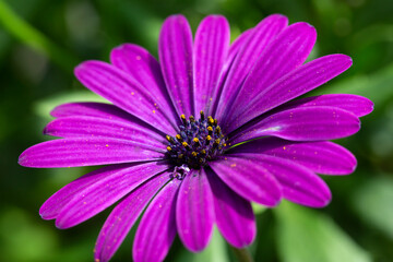 Close-up of purple flower of Cape Marguerite (Dimorphotheca ecklonis); petals speckled with pollen