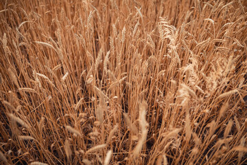 Wheat field against a blue sky