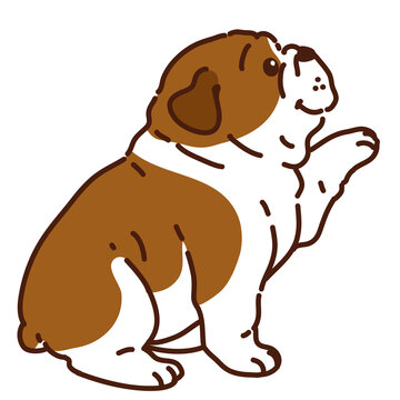 Cute dark brown colored bulldog sitting and shaking hands with outlines