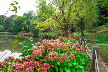 Fototapeta premium natural lake scenery background, oxygen-filled forest