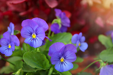 photo of blue pansy flowers in the garden. Close up, selective focus