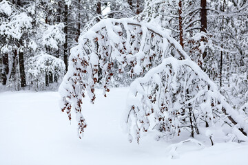 Tree branch hanging under the weight of heavy snow in winter cold forest