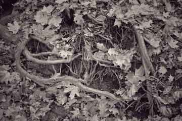 leaves and roots of the tree
