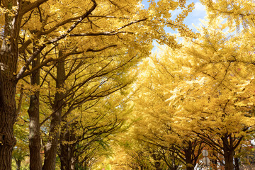 北海道　札幌市の紅葉