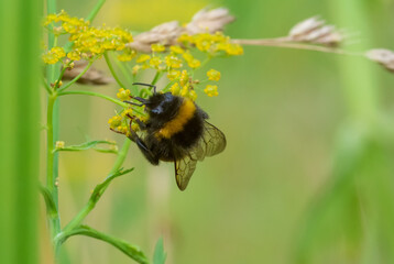 Bumblebee collects pollen on a green background