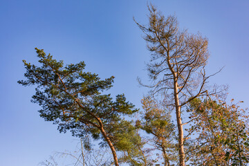 In einem deutschen Mischwald im Herbst zeigt sich der Klimawandel mit kranken Bäumen durch Dürre und Insekten