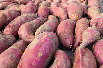 Japanese sweet potato harvest 