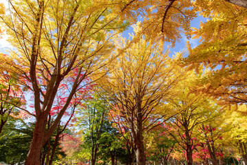 北海道　札幌市の紅葉