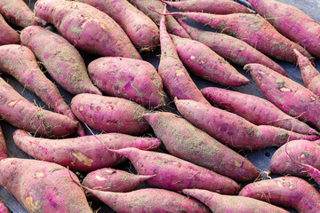 Japanese sweet potato harvest 