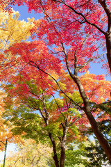 北海道　札幌市の紅葉