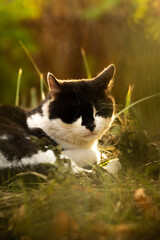 Autumn photo of a cat with a beautiful bright silhouette of the backlight in the sunset vertical photo