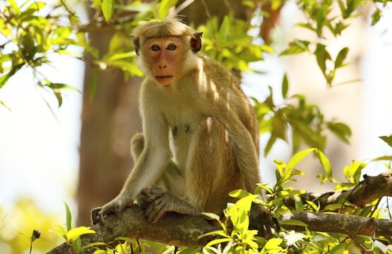 Toque macaque (Macaca sinica) Sr&iacute; Lanka