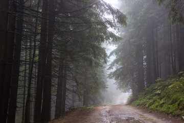 Hiking trail in forest mountains. Beautiful forest in the fog. Road in the forest