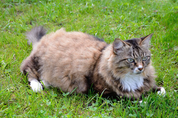 Naklejka na ściany i meble Fluffy cat resting on the green grass in the summer