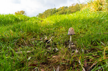 fungi in the grass, autumn landscape with fresh green grass