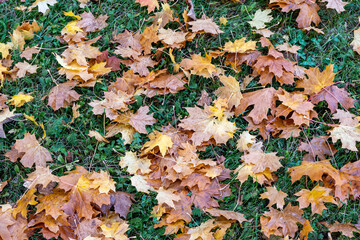 autumn leaves on the grass