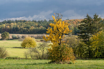 autumn landscape with trees, tree with orange leaves in the middle