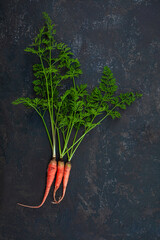 Fresh carrots bunch on a dark stone background. Top view. Copy space.