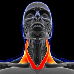 Sternocleidomastoid Muscle Anatomy For Medical Concept 3D
