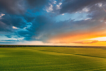 Aerial View Countryside Rural Green Field Landscape With Young Wheat Sprouts In Spring Summer Sunset. Agricultural Field. Young Wheat Shoots And Colorful Evening Sky With Rainy Clouds