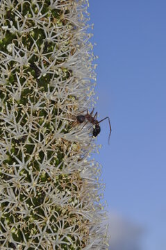 A bull ant climbing high on a flowering blackboy