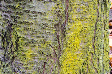 Bark is the skin of trees, natural figures of grooves, cracks, lines, creating particular and fascinating figures. the bark always resembles human skin with the signs of time and wounds. cherry tree